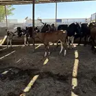 بقر هولندي