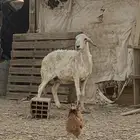 نعجة للبيع مضرع