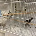 كروان مع القفص