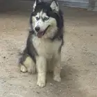 هاسكي
