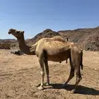 ناقة حمرا