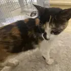 4 بسس عمرهم اسبوع مع امهم امهم ما تعض