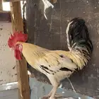 ديك طيب صنف