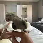 بغبغاء كويكر تفاحي