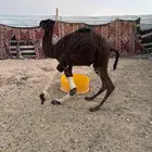 حوار تربيه