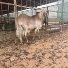 فحل صنف منتج