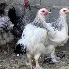 دجاج مشكل