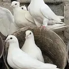 حمام مشكل بين حب رمان وفرنسي