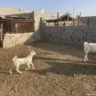 اثنين تيوس أعمارها من شهر ونص