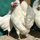 دجاج كويتي حباحب ابيض صافي