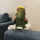 دبل يلو هيد حار ومتكلم بالوجه وعلى اليد اليف حمامه تم البيع