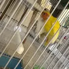 جوزين طيور روز