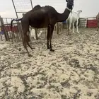 رحول مجهم