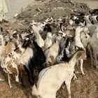 تيوس مرابي 40 راس