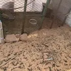 شبوك بقلاوه