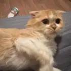 حالة انسانيه عاجله للانقاذ