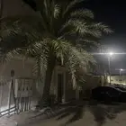 نخله البيع برحي