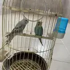 فروخ مفطومه للبيع