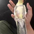 كروان اليف بايد