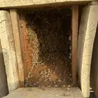 نحل