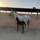 للبيع فرس معها مهره بطنها ذهب منتجهه