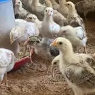 صوص دجاج بلدي صحه شرط العمر   21 يوم