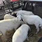 خرفان ورخال