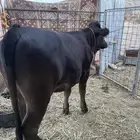 بقره