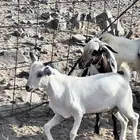 تيوس وجفار بلدي