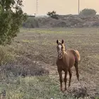 مهر شعبي