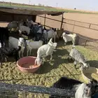 وجفار وتيوس عدد 23 راس للبيع