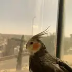 كراون أليف للبيع (كوكاتيل)