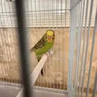 زوج بادجي أليف