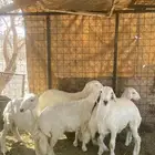 طليان ورخال