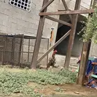 ديك باكستاني فاخر