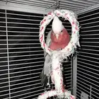 ببغاء كوكاتو جالا