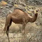 بكار لباني نظيف
