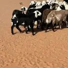 للبيع غنم حريات نجد سواكن