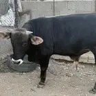 عجل