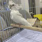 كروان اللبينو