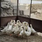 للبيع بط