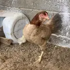 دجاج باكستاني