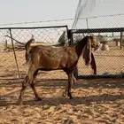 جفار مشروكه وهولنديه
