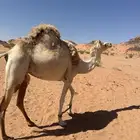 ناقه مهجنه لقحا