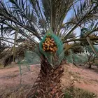 نخل للبيع للبيع نخيل جثايث