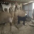 تيوس