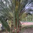 عجوة برني مجدول