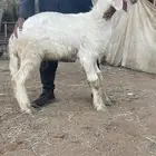 رخل على الخطين