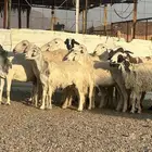 ضان حريات حرش