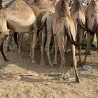 قعدان كفو مبادي وزواجات شي كفو
